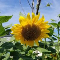 Fayette Mobile Home Park ico