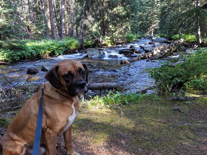 Middle Fork Campground Picture 5