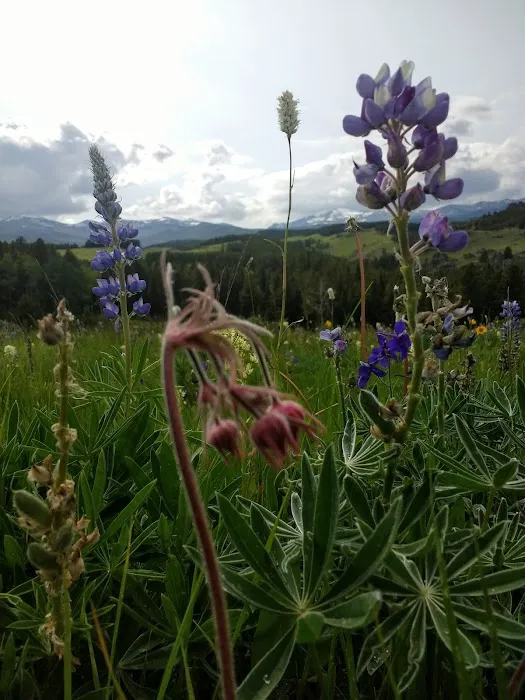 Hettinger Group Campground Picture 10