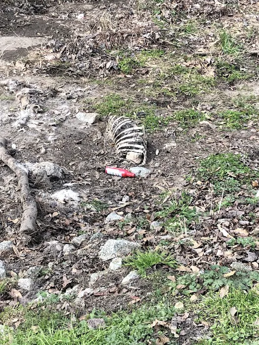 South Oaks Manufactured RV & Mobile Home Park Picture 2