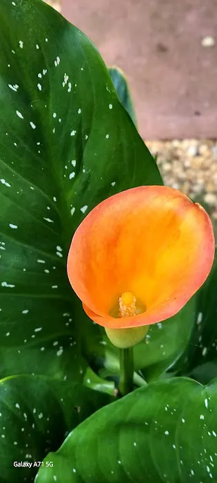 Shiloh Mobile Home Ranch Picture 9