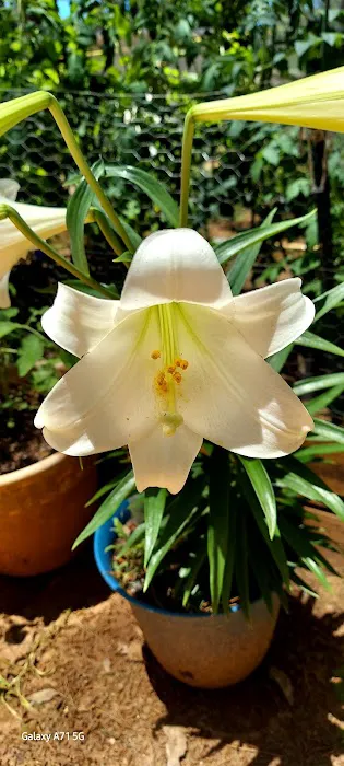 Shiloh Mobile Home Ranch Picture 10