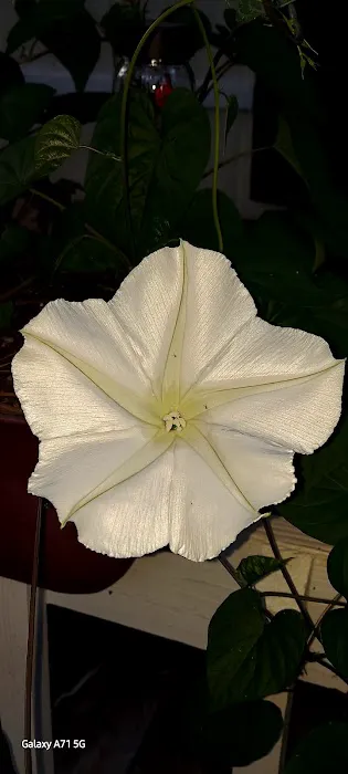 Shiloh Mobile Home Ranch Picture 6