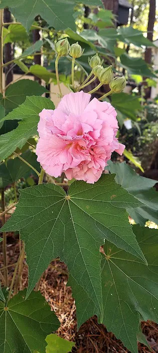 Shiloh Mobile Home Ranch Picture 4