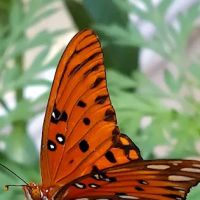 Shiloh Mobile Home Ranch ico