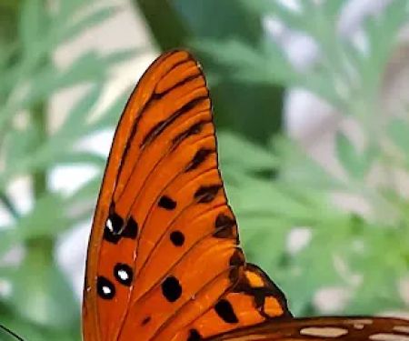 Shiloh Mobile Home Ranch