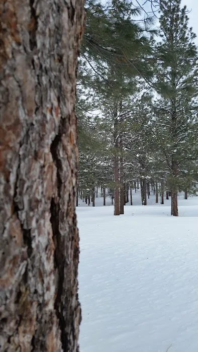 Ponderosa Group Campground Picture 2