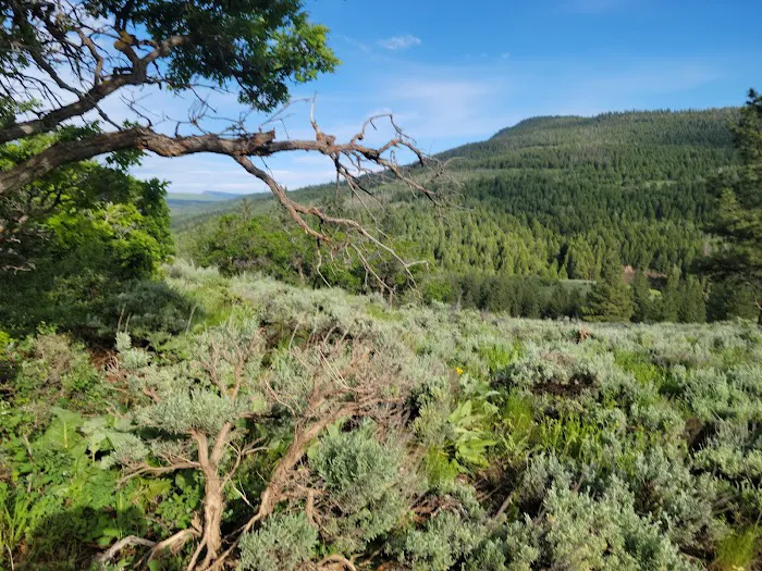 Ponderosa Group Campground Picture 3