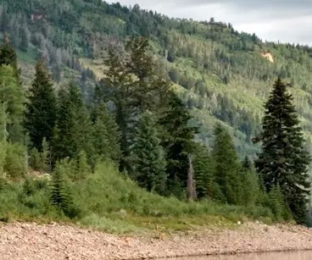 Ponderosa Group Campground