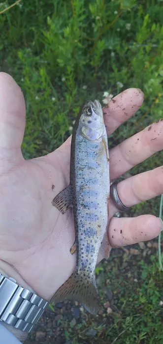 Ponderosa Group Campground Picture 5