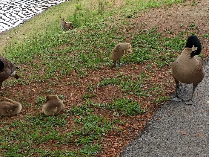 Pine Lake Community Picture 10