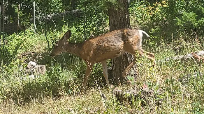 Heber Valley Camp Picture 8