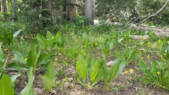 Shingle Creek ATV Campground Picture 1