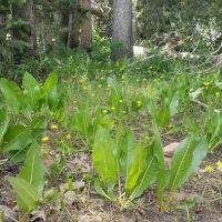 Shingle Creek ATV Campground ico