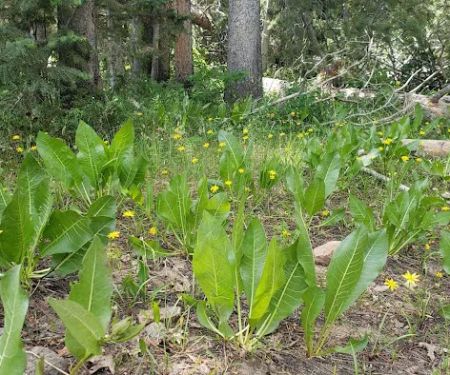 Shingle Creek ATV Campground