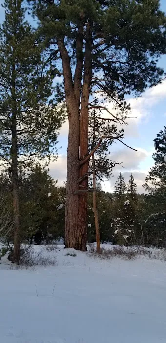 Pine Valley North Campground Picture 1