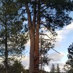 Pine Valley North Campground