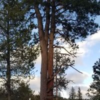 Pine Valley North Campground ico