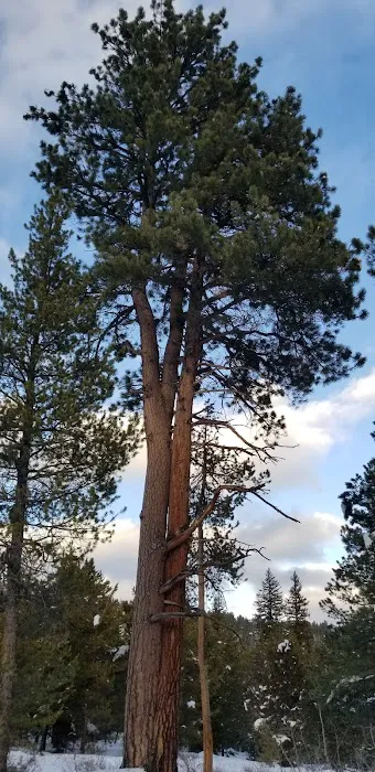 Pine Valley North Campground Picture 2