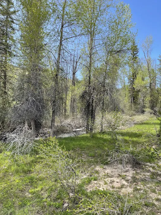 Lower Provo River Campground Picture 9