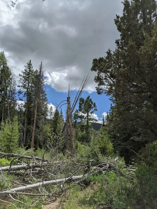 Lower Provo River Campground Picture 4