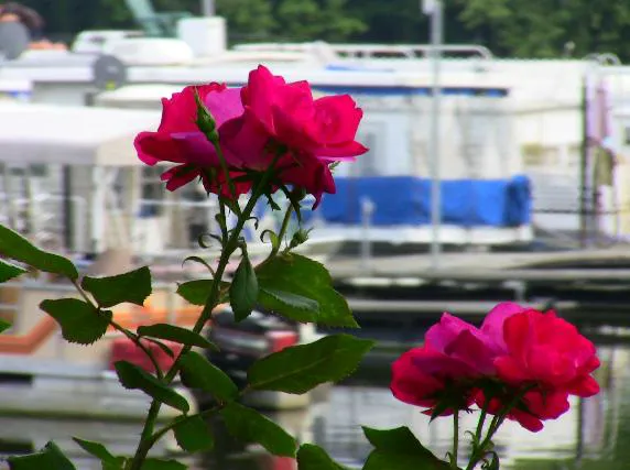 Shady Cove Resort, Marina & Campground LLC Picture 1