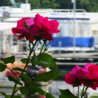 Shady Cove Resort, Marina & Campground LLC ico