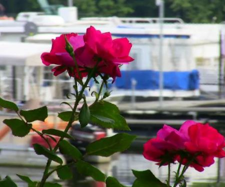 Shady Cove Resort, Marina & Campground LLC