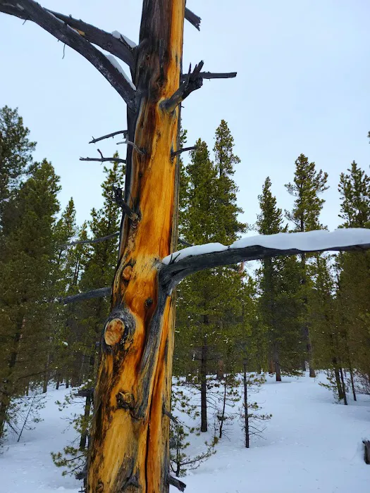 Pole Creek X-Country Site Picture 6