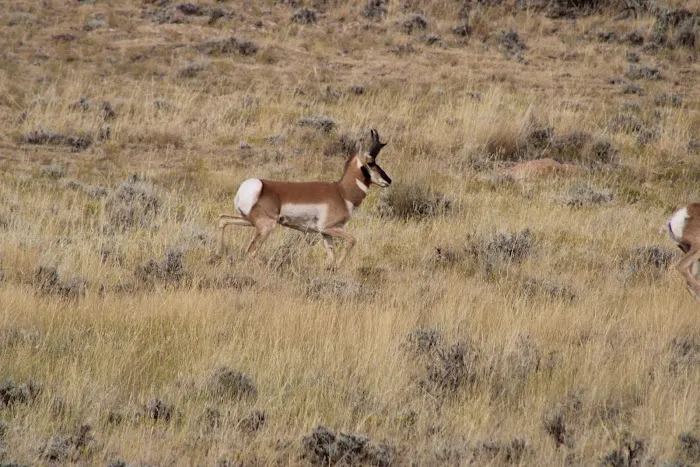 Bighorn View RV Campground Picture 1