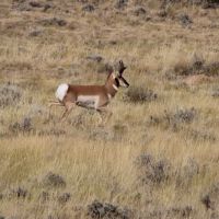 Bighorn View RV Campground ico