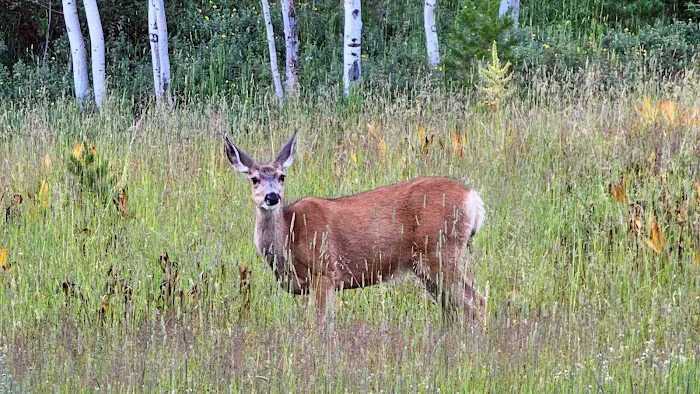 Ledgefork Campground Picture 7