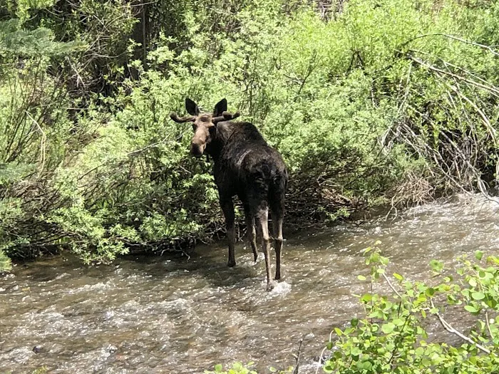 Smith and Morehouse Campground Picture 6