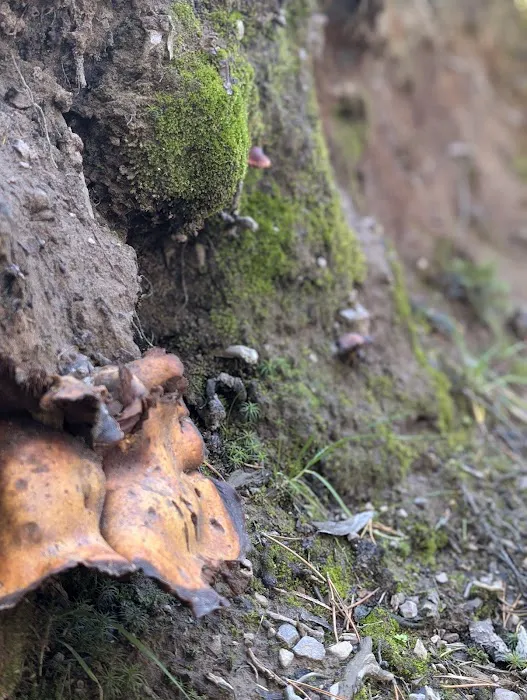 Soapstone Basin Camping Picture 3