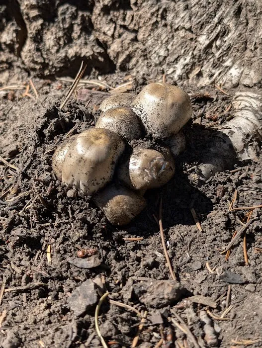 Soapstone Basin Camping Picture 4