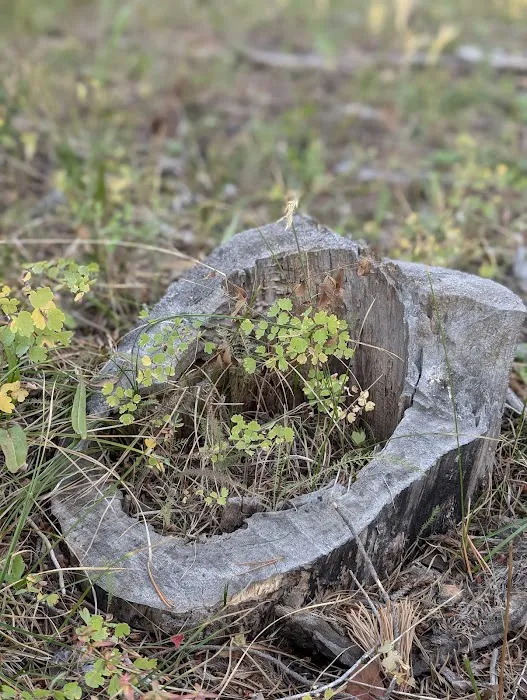 Soapstone Basin Camping Picture 2