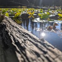 Soapstone Basin Camping ico