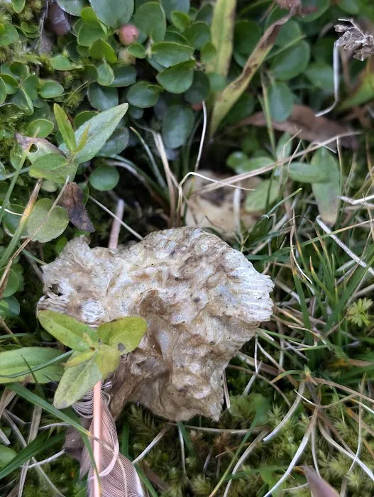 Soapstone Basin Camping Picture 6