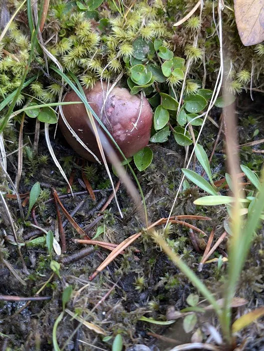 Soapstone Basin Camping Picture 9