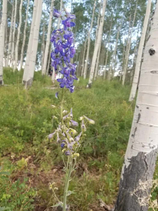 Camp Sariah Picture 6