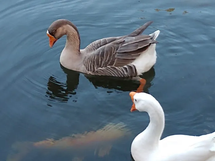 Whispering Pines RV Park Picture 1