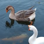 Whispering Pines RV Park