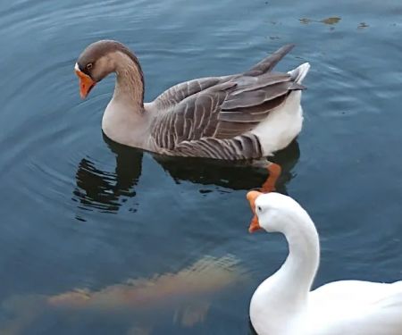 Whispering Pines RV Park