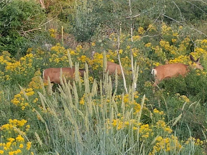 Camp Rebekah Picture 2