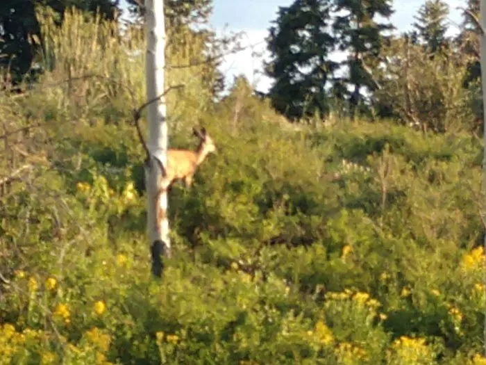 Camp Rebekah Picture 9