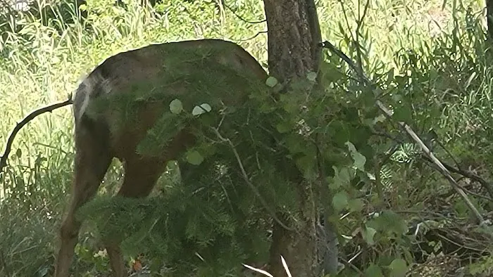 Camp Bertha Stone Reeder Picture 5