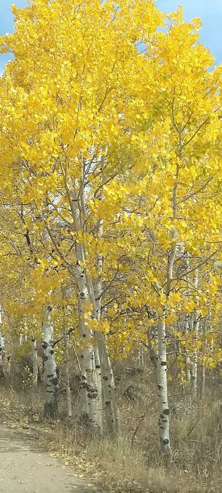 Soapstone Campground Picture 4