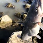 Lincoln Beach Campground