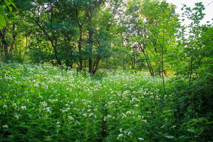 Hope Campground Picture 10