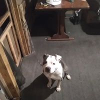 Johnson Mobile Home Court ico